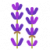lavender  