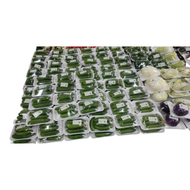 GREENKALE PLANT ORGANIC (EF) /KG